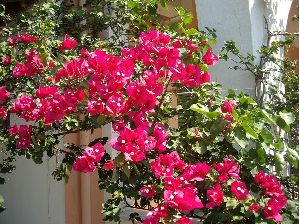 Athina Apartments Като-Коракиана Экстерьер фото